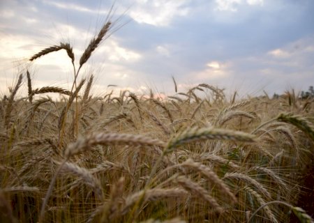 Como no caso da ‘autossuficiência’ em fertilizante, agora é o trigo. Não existe almoço grátis