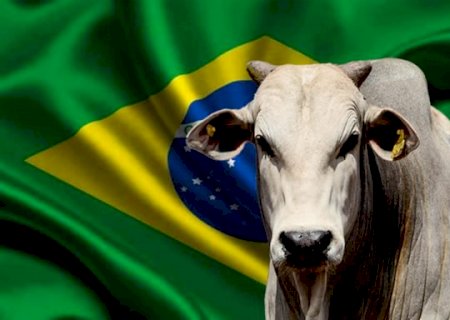 Boi brasileiro bate US$ 71/@ e quebra recorde
