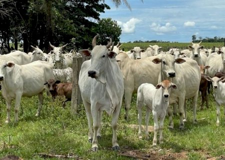 Escassez de pastagem leva produtores ao descarte de vacas em plena produtividade