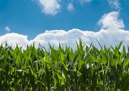 Área de grãos no Brasil sobe pela 12ª vez, diz DATAGRO