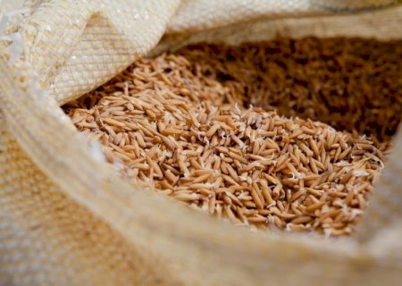 Arroz: com alta do custo, produtor investe em soja e milho para ter lucro