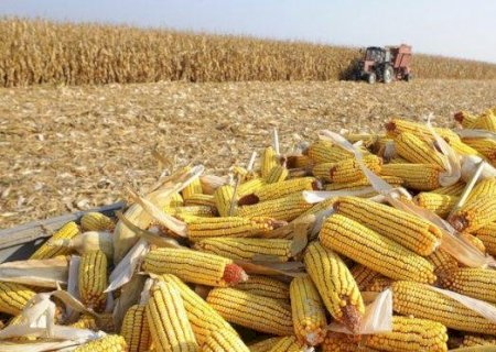 Milho: colheita da safra de verão avança para 72% da área
