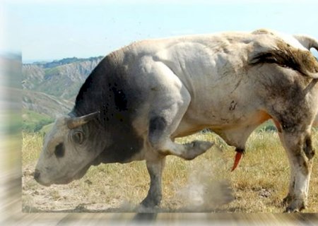 Boi Romagnola pesou quase 1.300 kg e rendeu 60%;