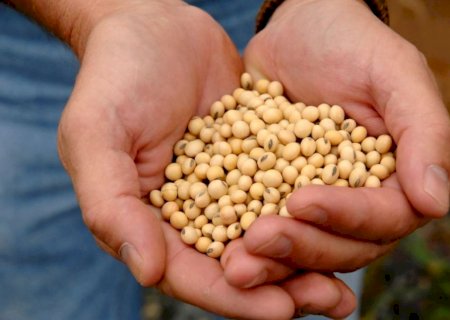 Safra 22/23: Conab divulga previsão 5,4% superior à obtida na safra anterior