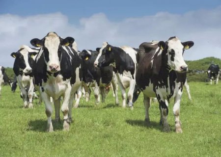 Verminoses causam prejuízo bilionário à pecuária brasileira