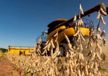 Colheita e vendas de soja do Brasil ficam mais lentas