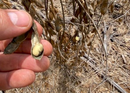 Anomalia da soja em MT vai interferir na produtividade final, diz Aprosoja