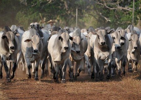Déficit anual de touros de reposição supera 300 mil cabeças no Brasil
