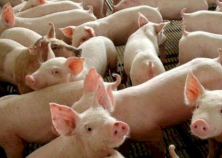 Preço alto da soja e pior margem em suíno reduzem compras da China