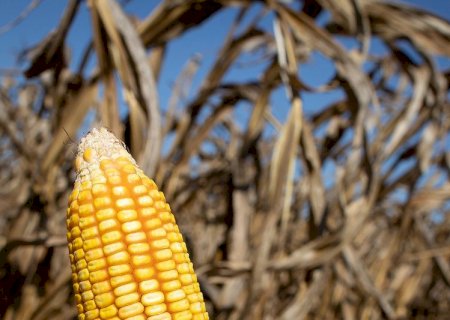 Milho continua acima de US$ 8 por bushel em Chicago