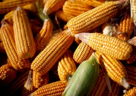 Milho atinge máxima em quase uma década acima de US$ 8/bushel em Chicago