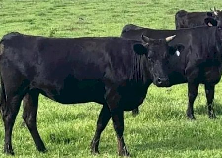Projeto vai financiar “vaca velha” com genética Wagyu
