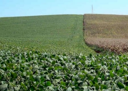 Problemas climáticos prejudicam estimativas da safra 2022