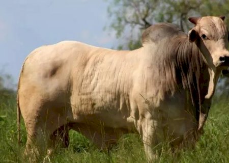 Déficit de touros de supera 300 mil cabeças no país