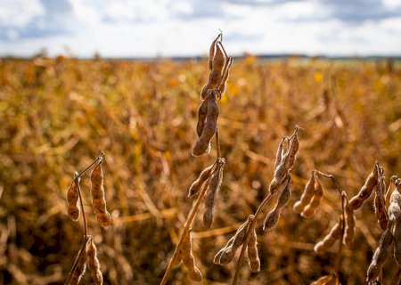 China vai movimentar o mercado brasileiro de soja na semana