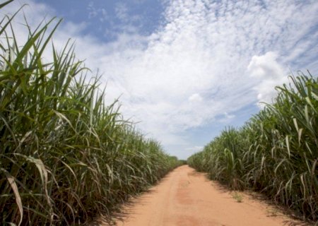 Cana-de-açúcar deve ter aumento de produção na safra 2022/2023