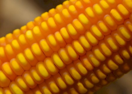 Brasil tem papel importante na segurança alimentar do mundo, diz diretor da Conab