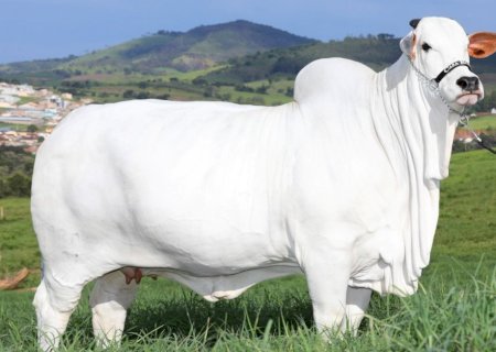 Mais lida: Vaca nelore bate recorde em leilão e é valorizada em R$ 7,9 milhões