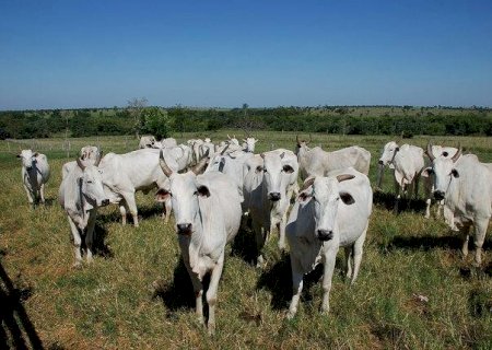 China adota política que prejudica mercado brasileiro do boi gordo, diz Safras