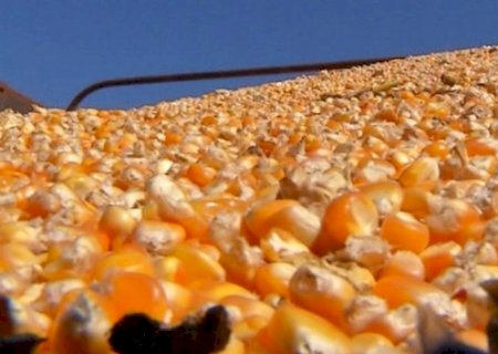 China assina protocolo para importação de milho brasileiro