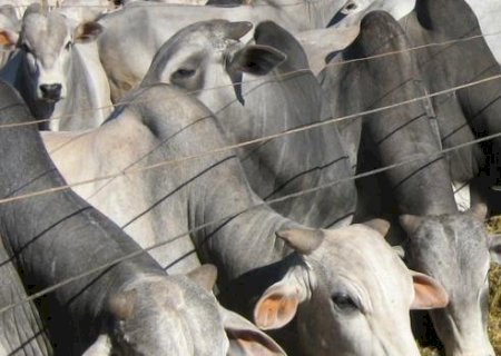 Lucro da pecuária recua no 1º trimestre com pressão de alta dos insumos