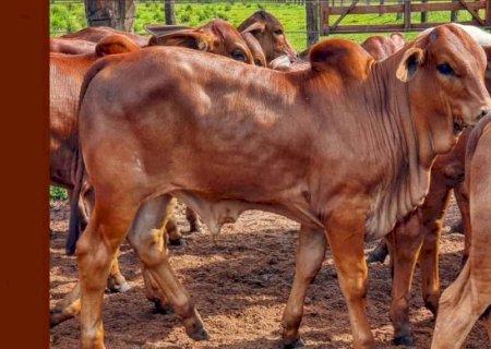 Raça Sindi vira “Coringa' para pecuaristas brasileiros