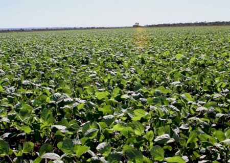MS: clima favorece aumento da expectativa da safra de grãos