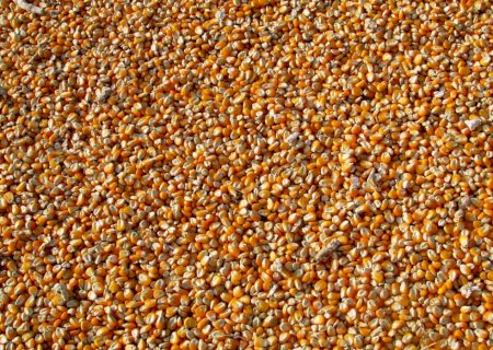 Consultoria indica 3,9% da área de colheita de milho 2ª safra no Brasil