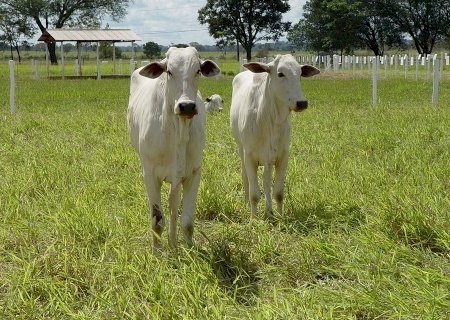 Veja tendência de preço para início do mês no mercado de boi gordo