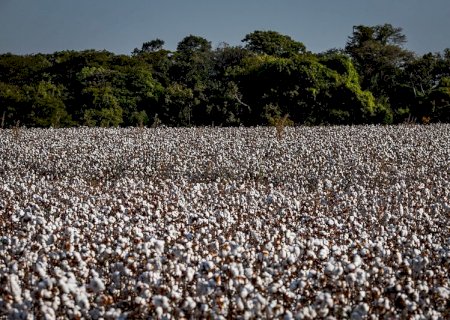 Cerrado é destaque na produção sustentável de algodão