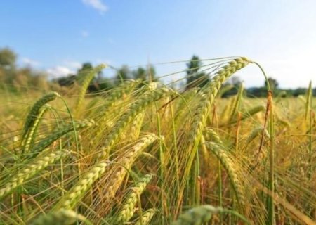 Reunião vai ao cenário da produção de cevada no Brasil