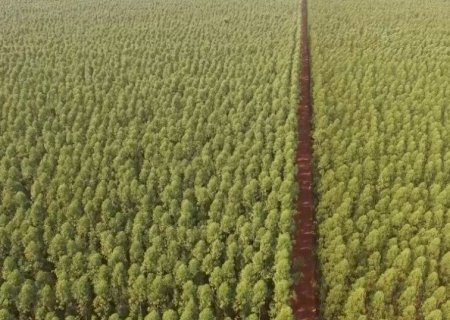 Demanda das usinas etanol de milho gera oportunidades no setor de madeira