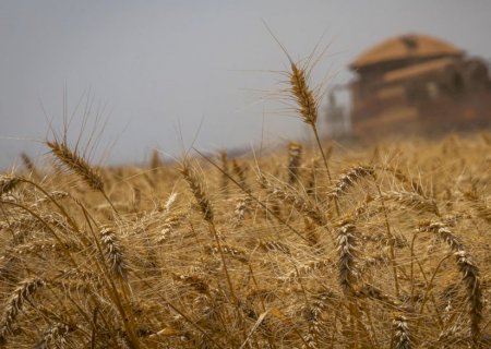 Conab estima que produção de grãos chegue a 272,5 milhões de toneladas