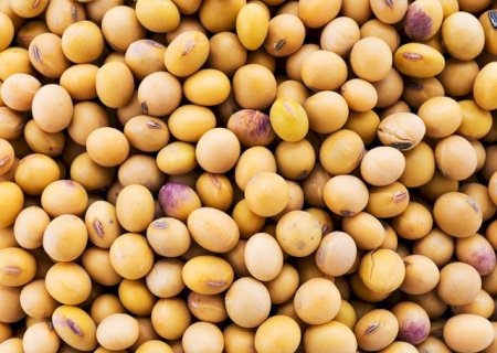 Dourados (MS) espera cultivar 220 mil hectares de soja em 2022/23