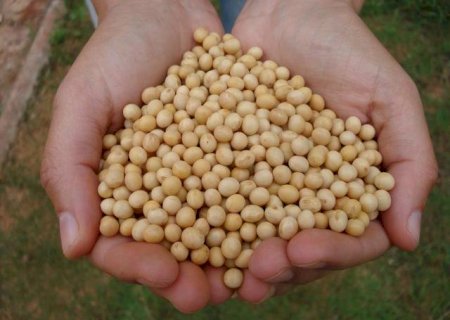 'Cenário internacional é altamente positivo para a soja brasileira'