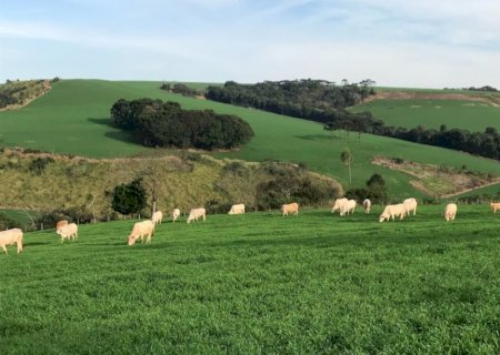 Manejo correto das pastagens otimiza nutrição animal e aumenta lucratividade