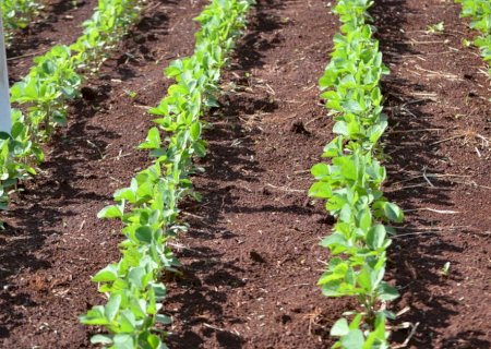 Senado adia votação de projeto que acelera mudança na regra de registro de agrotóxicos
