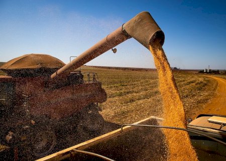 Em uma década, produção de milho mais do que dobrou em Mato Grosso
