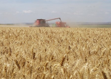 Rio Grande do Sul deve produzir a maior safra de trigo da história