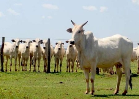 MS deve ter faturamento bruto de R$ 73,4 bilhões com a agropecuária em 2022