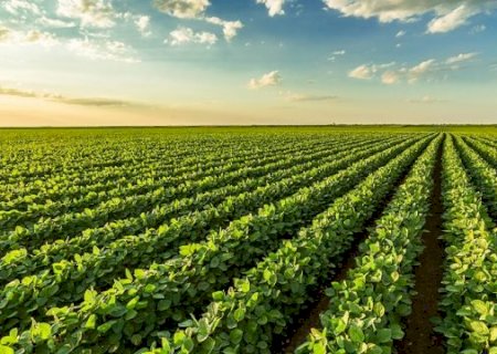 Área de soja do Brasil tem potencial para crescer até 6% se clima ajudar