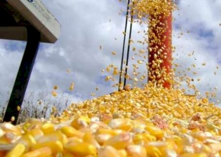 Região Norte de MS está com quase toda a área de milho colhida