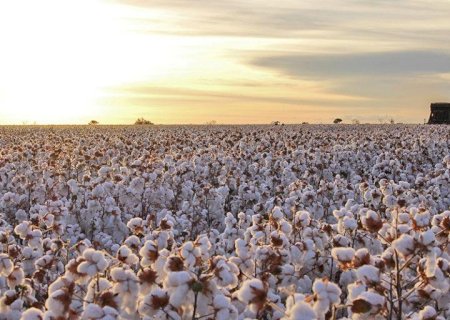 Produção de algodão brasileiro deve crescer até 19%