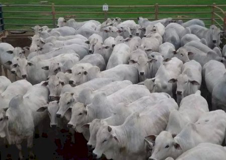Abates avançam com exportação aquecida, aponta Imea