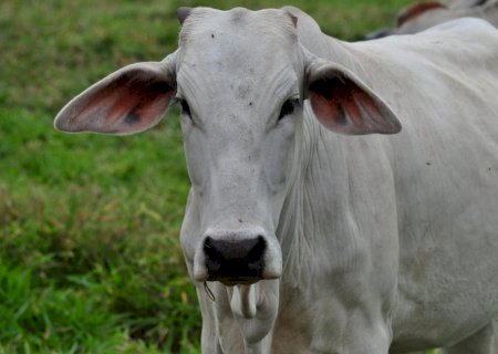 Carne bovina: debate entre MT e União Europeia pode auxiliar o Mercosul
