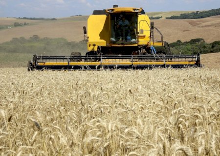 Trigo é o maior desafio do Brasil, diz ministro da Agricultura