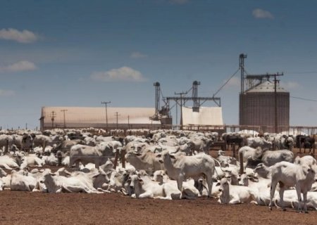 Tamanho do rebanho bovino bate novo recorde no Brasil