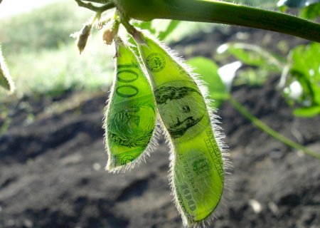 Brasil tem dia de alta nos preços da soja com elevação do dólar