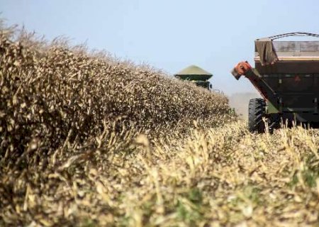 Colheita de milho sobe 75,8% e tem o melhor desempenho dos últimos cinco anos