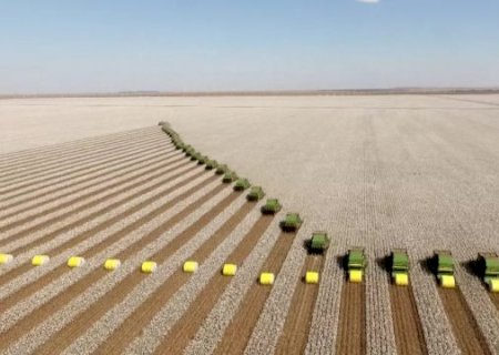 Brasil voltou ao top 5 maiores produtores de algodão do mundo